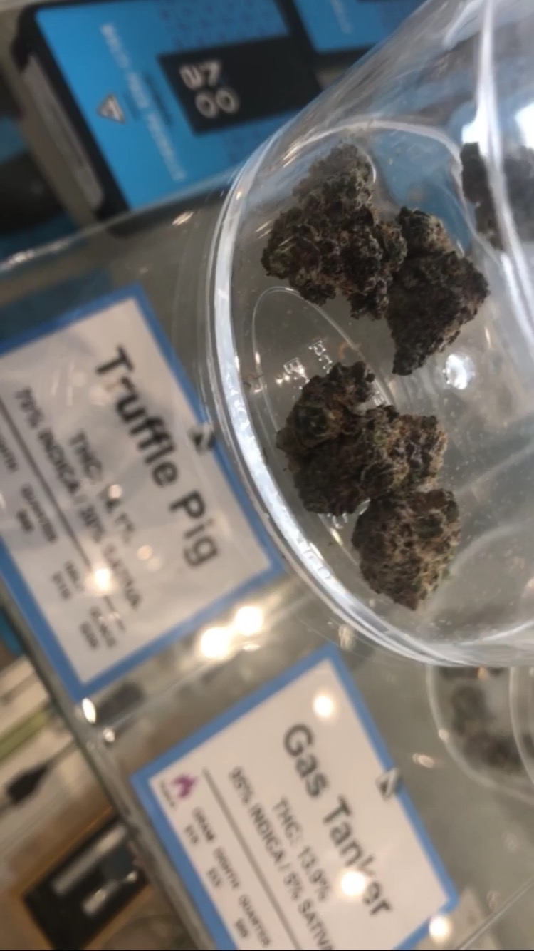 Truffle Pig