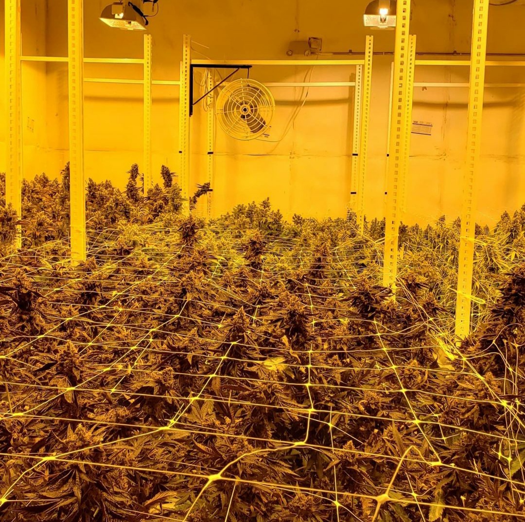 Winewood Cannabis