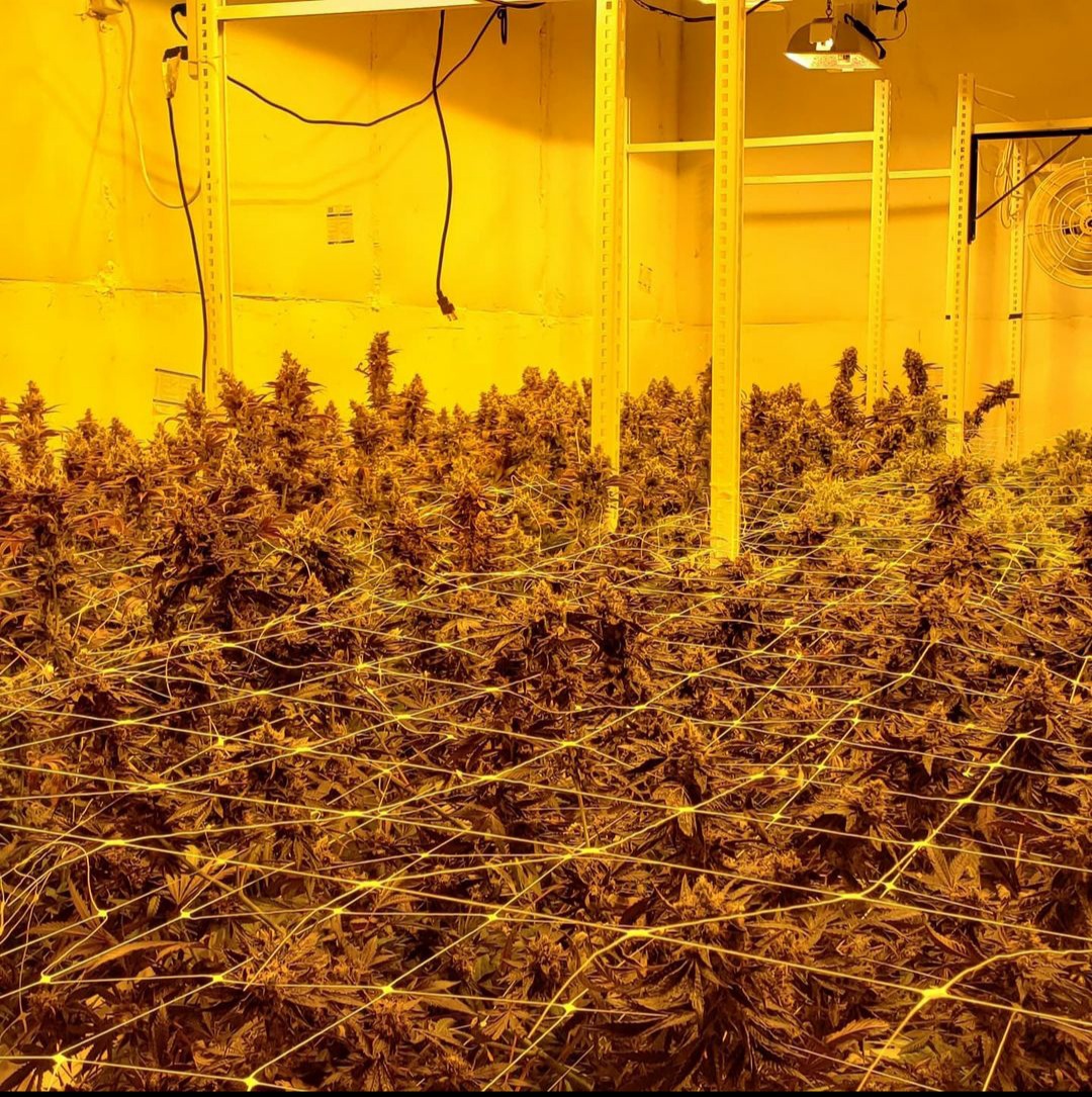 Weed Garden