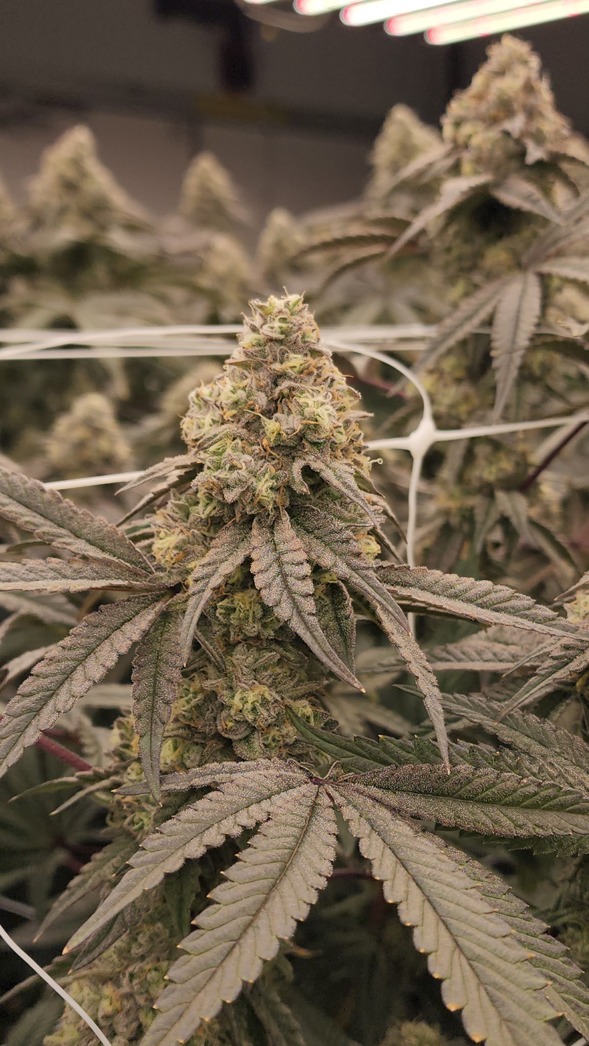 Oishii strain plants flowering in a Michigan grow room