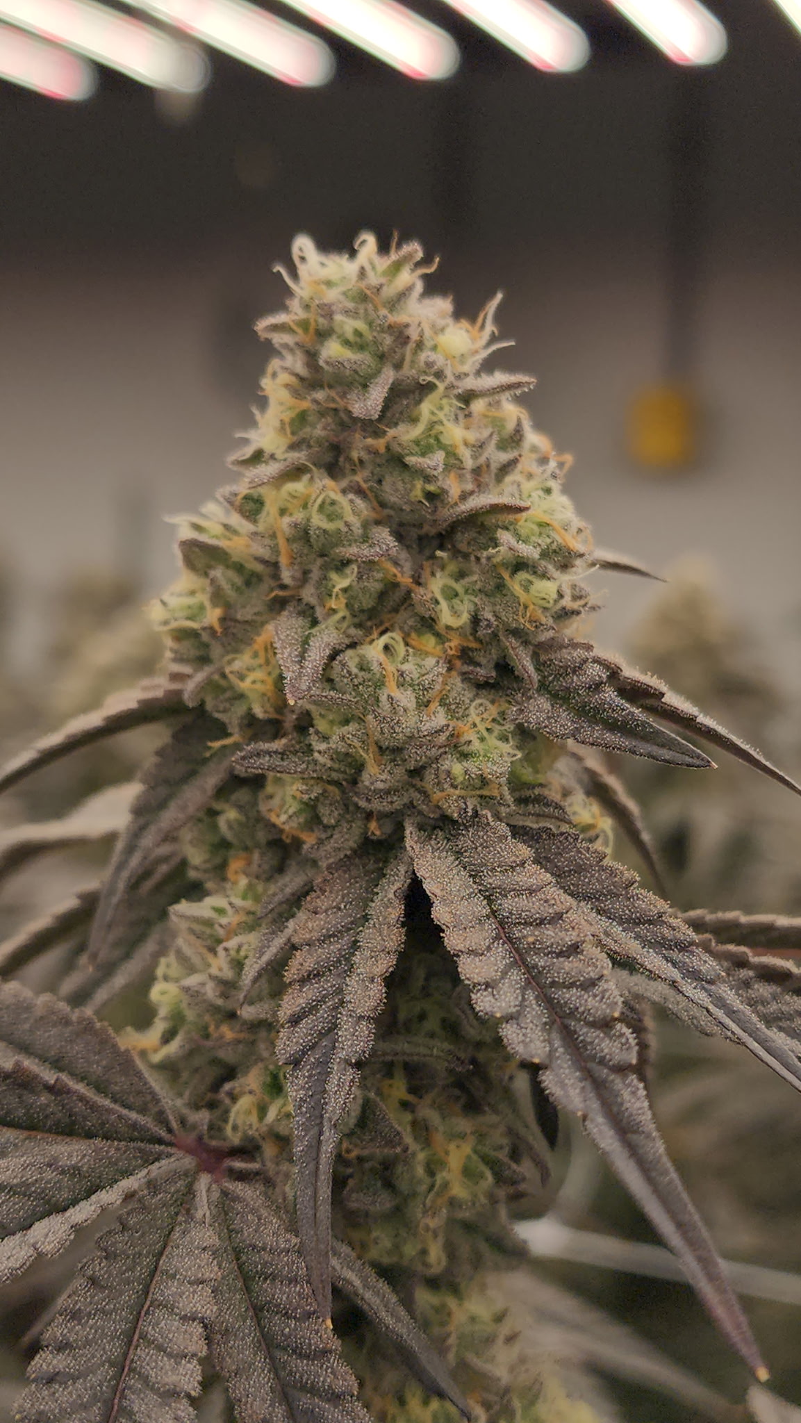 Oishii strain flower grown by Michigan Matt and Botanical Greens