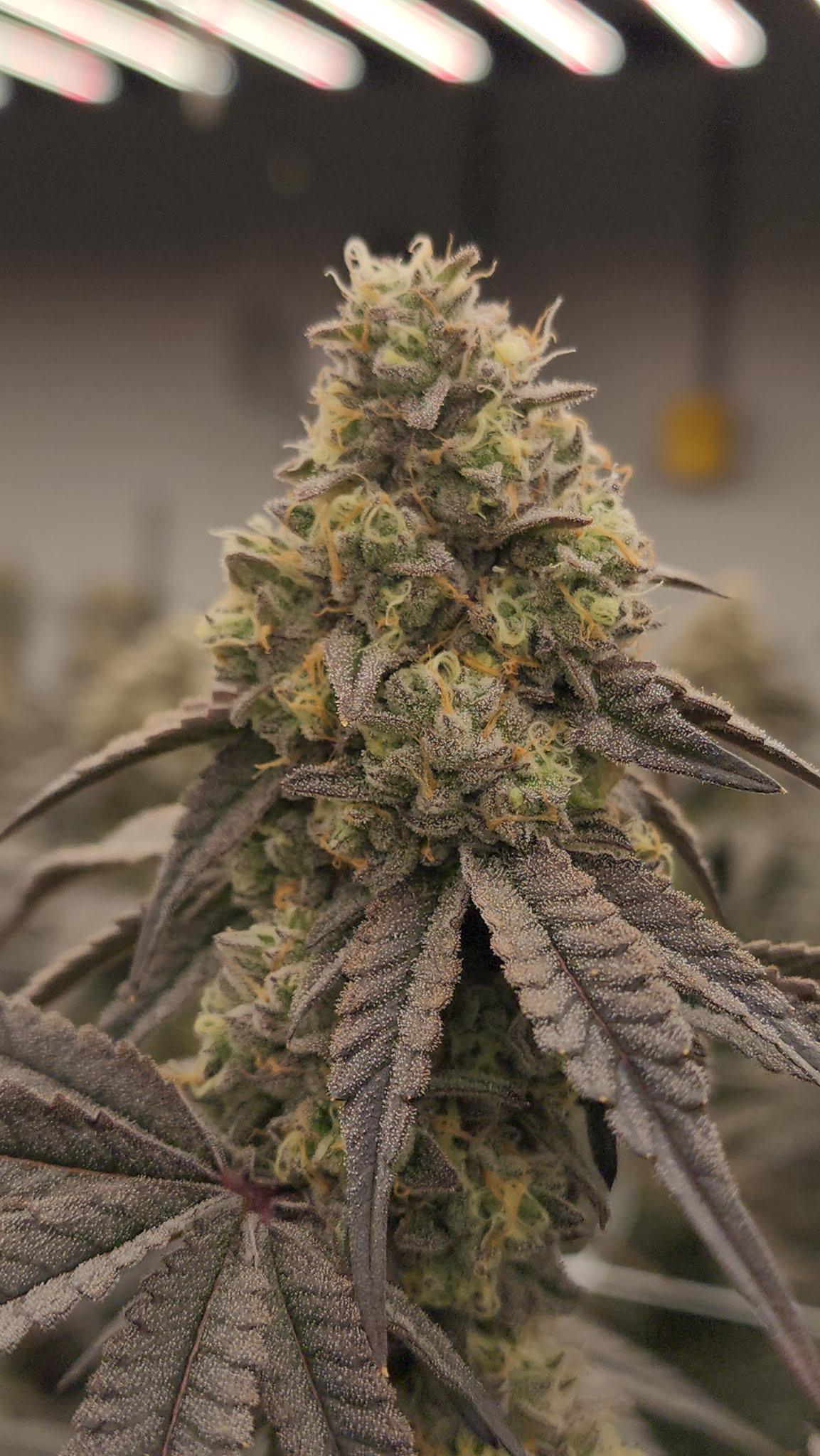 Oishii cannabis flower close-up with purple leaves and trichomes