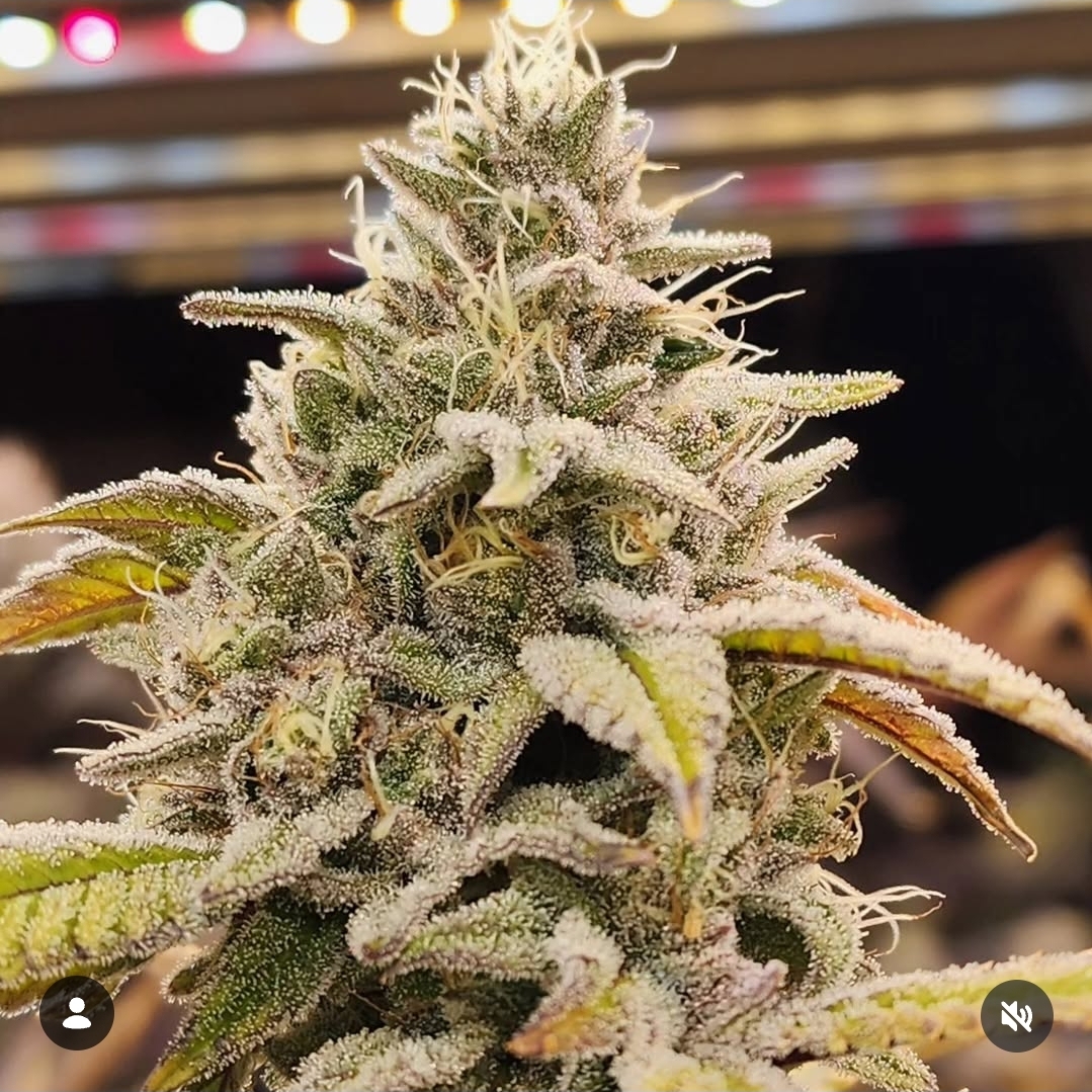 CannaDave's Bangarang strain growing indoors under an IL8 by ILUMINAR Lighting