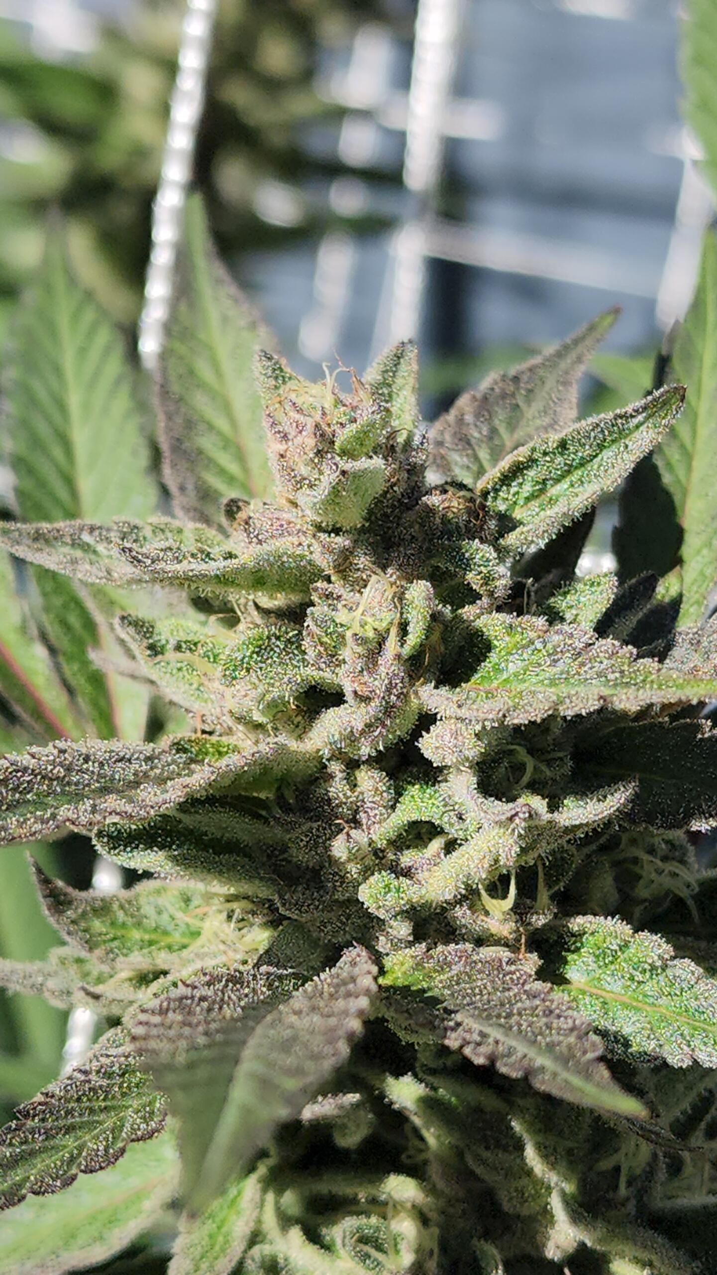 Close-up of CannaDave's Bangarang strain flowering outdoors with purple leaves and trichomes